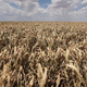 Dried-up corn during a 2011 drought in near Perryton, Texas.